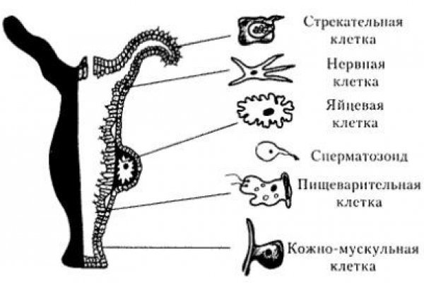 Кракен даркнет только через торг