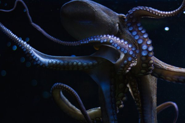 Официальный сайт kraken ссылки зеркала